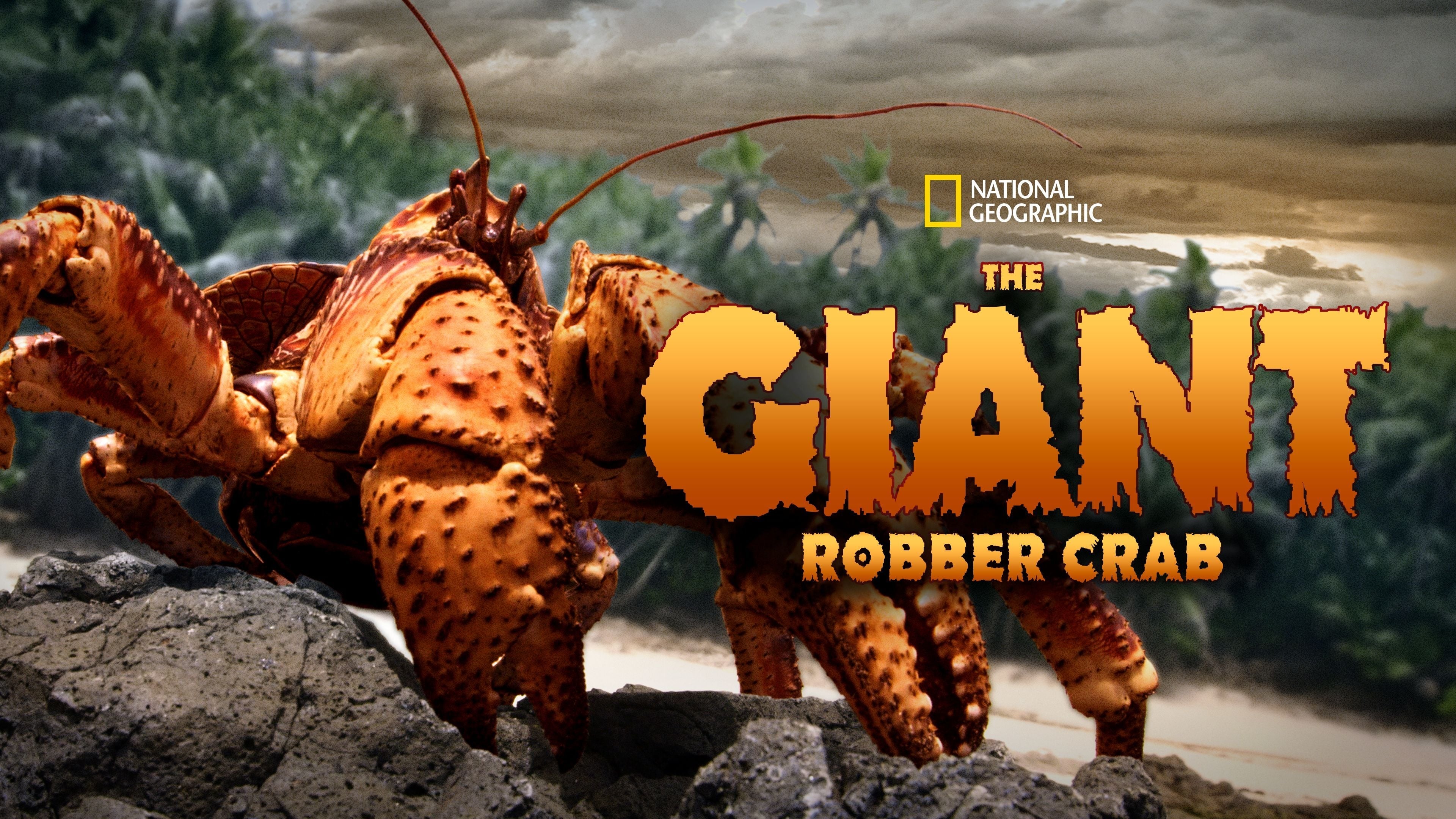 The Giant Robber Crab