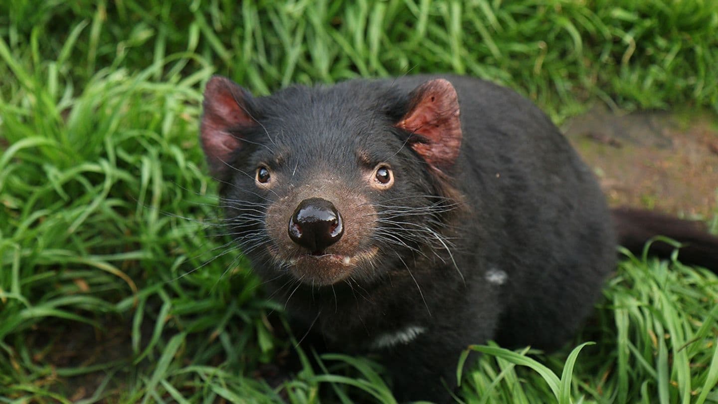 Tasmanien: Sympathie für den Teufel