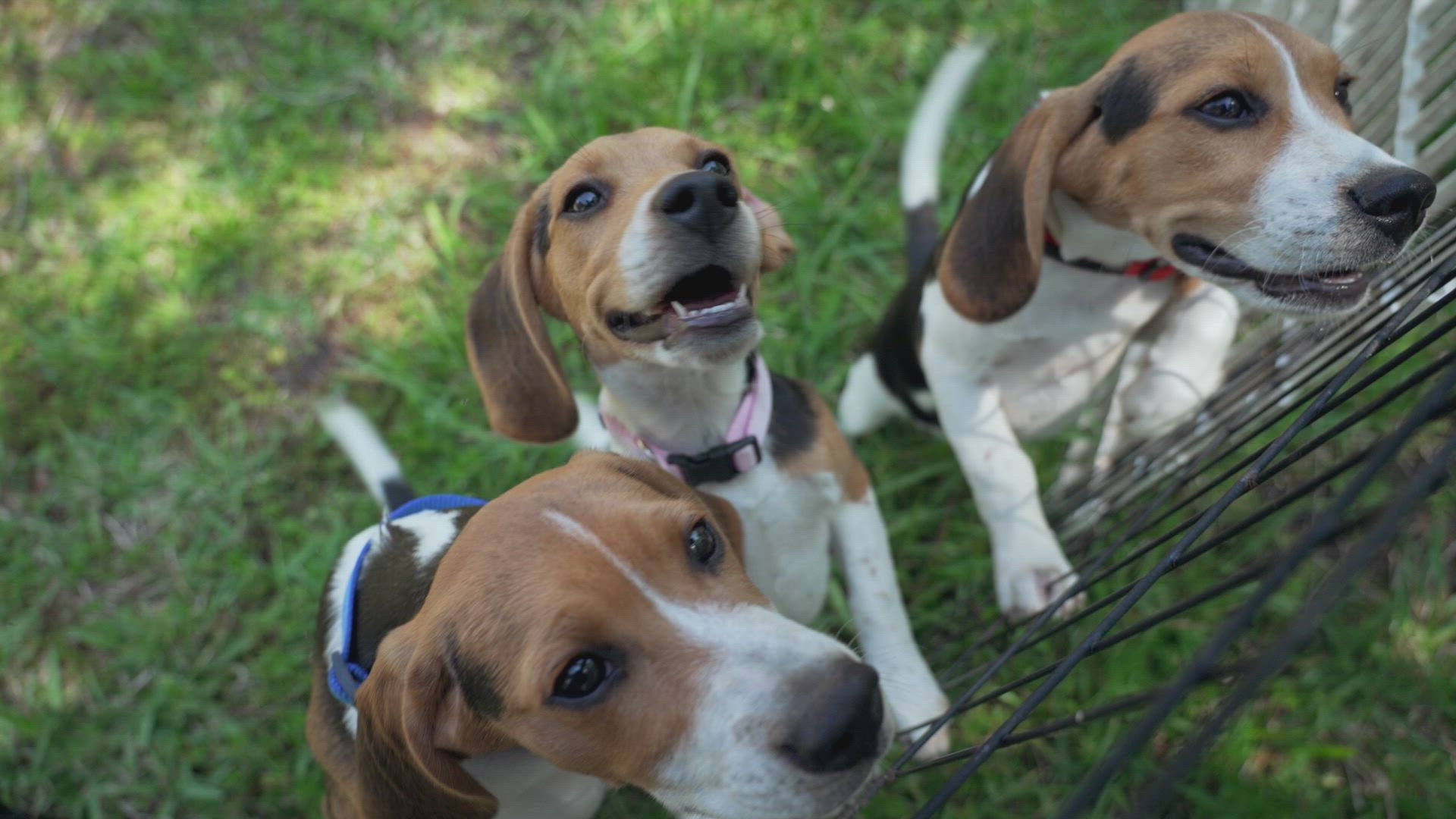 Swamp People: Serpent Invasion S04E15 backdrop