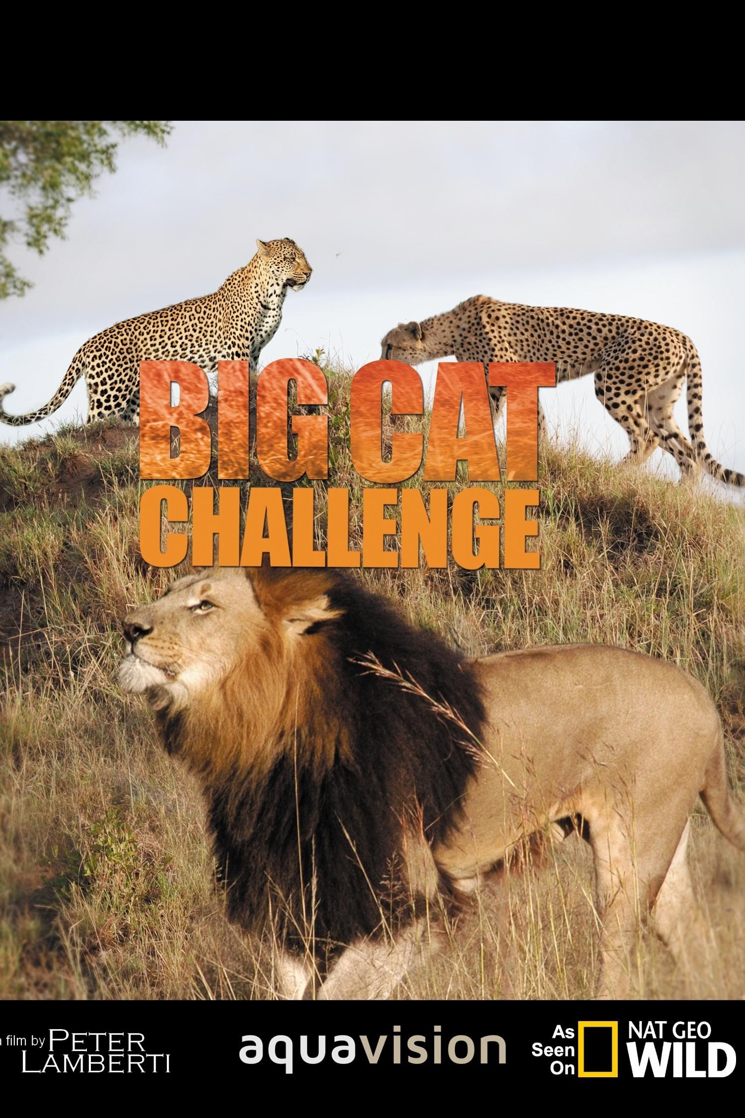 Big Cat Challenge