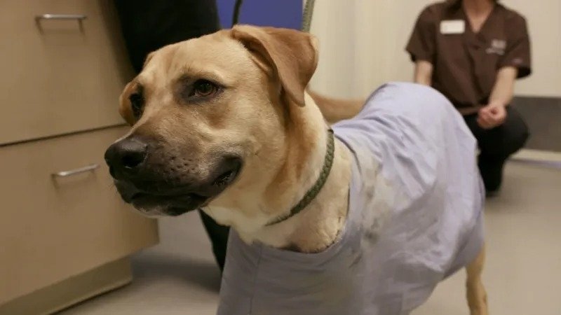 Thumbnail for No Dog Left Behind Season 1 Episode 6