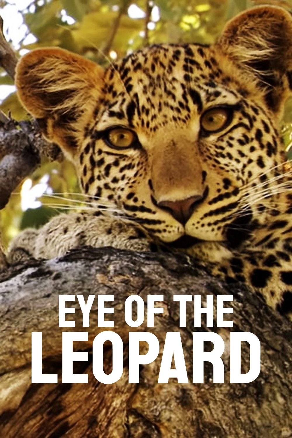 Eye of the Leopard