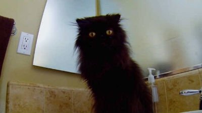 My Cat from Hell