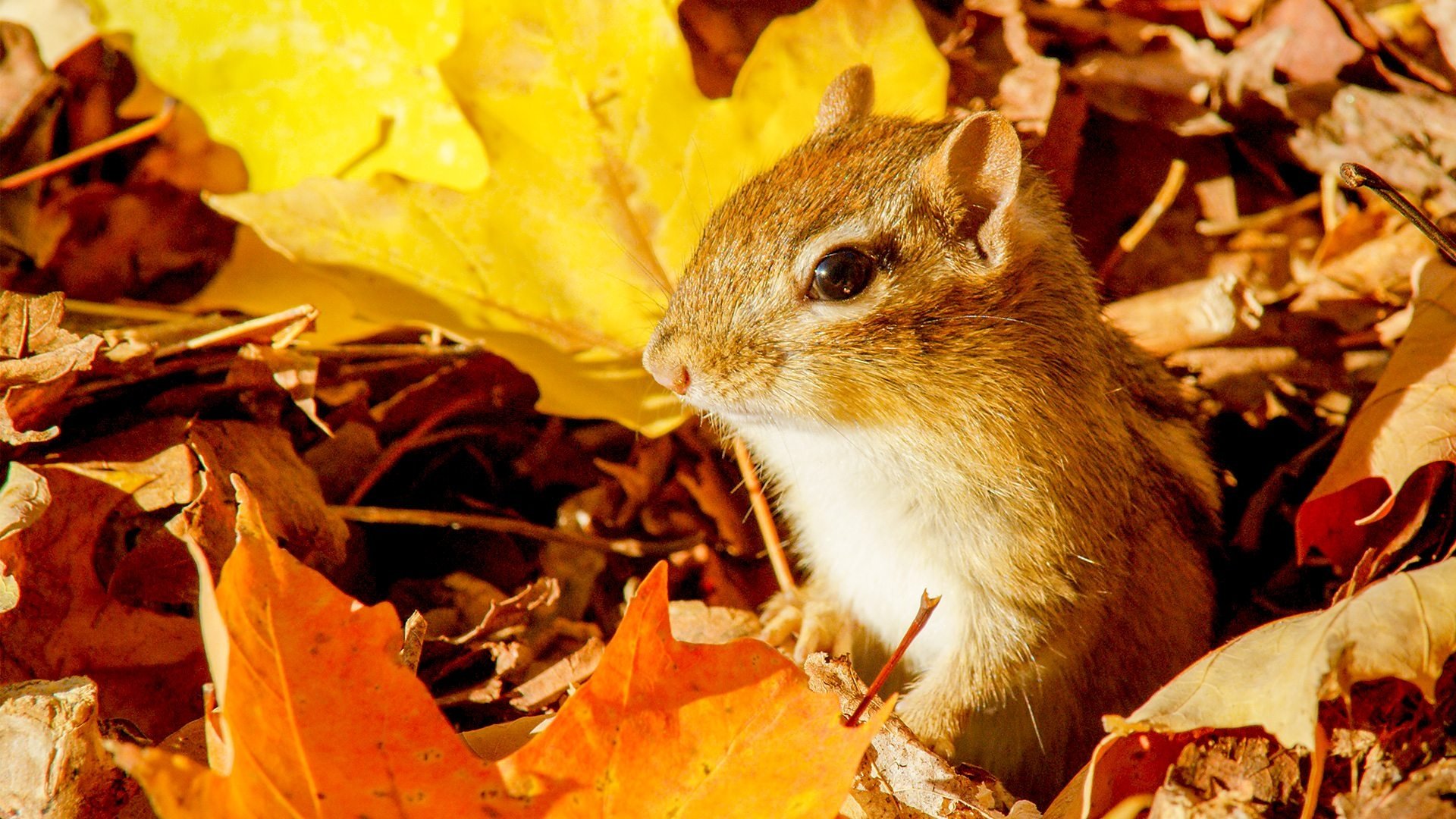 Autumnwatch