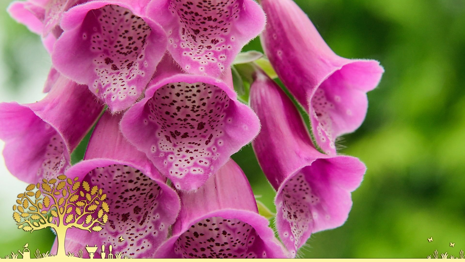 Gardeners' World 0x30