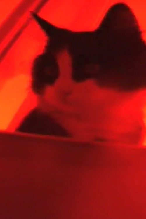 A Nap in the Afternoon Poster