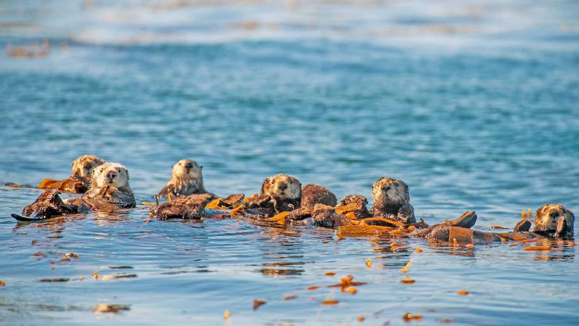 Oceans: Our Blue Planet (2018)