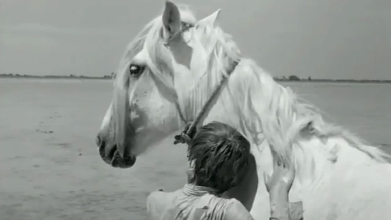 Crin blanc: Le cheval sauvage