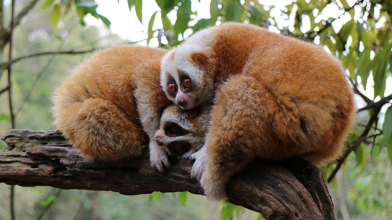Thumbnail for Tibet's Animal Kingdom Season 1 Episode 1
