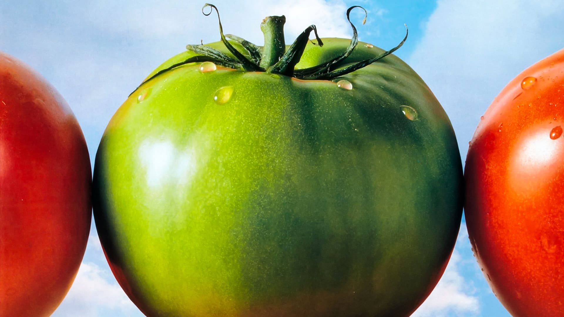Пържени зелени домати