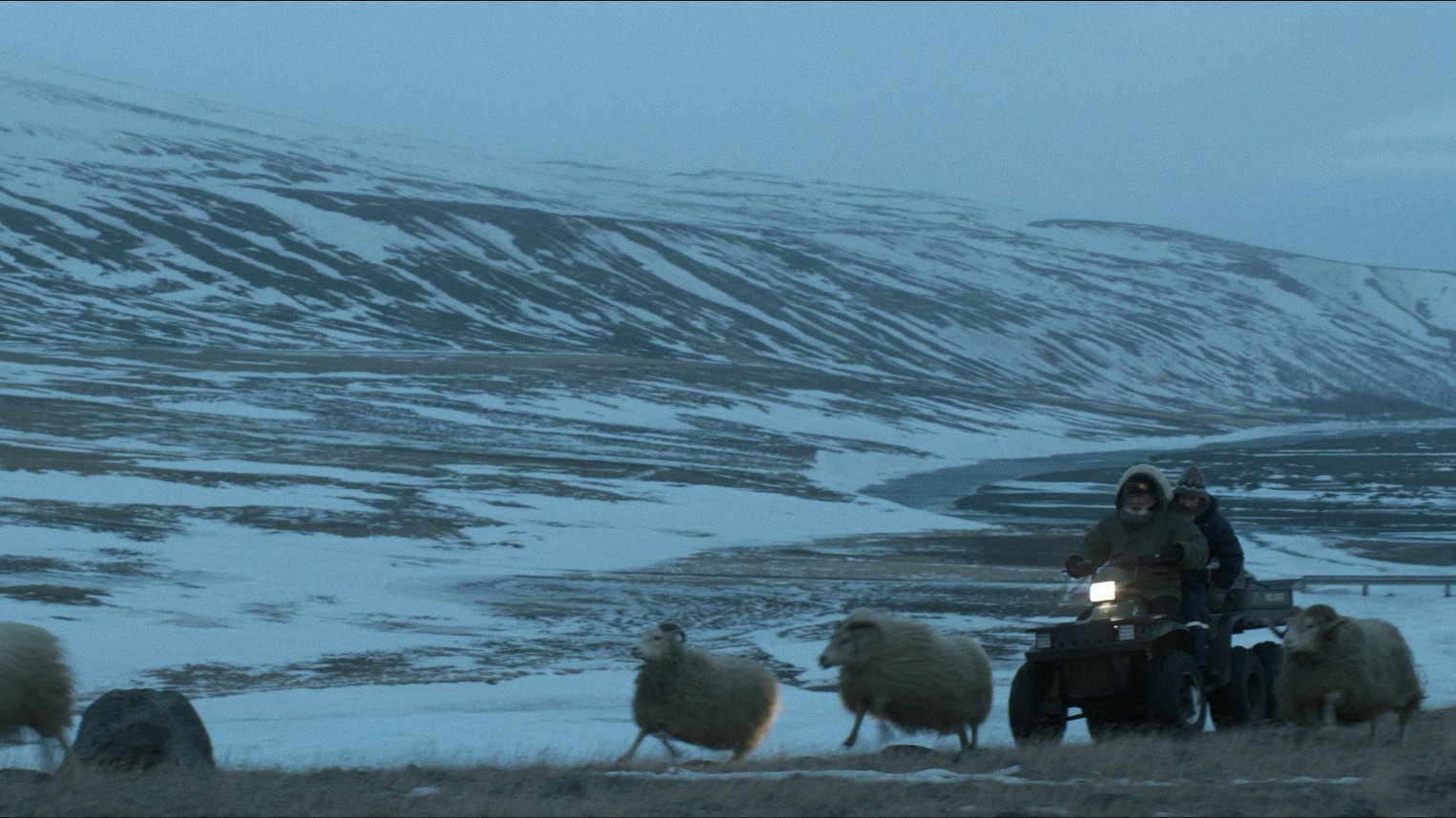 Rams - Storia di due fratelli e otto pecore (2015)