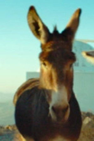 et billede af Ruperto