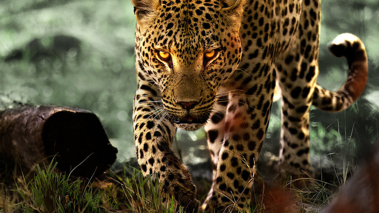 Leopardien elämää (2024)