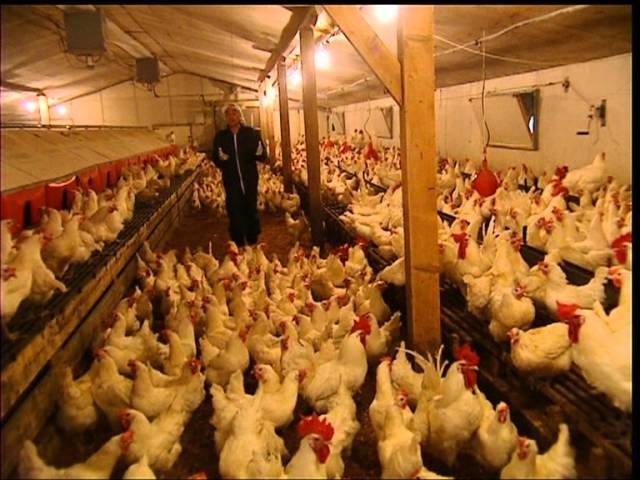 C'est pas sorcier - Poules et coqs en stock