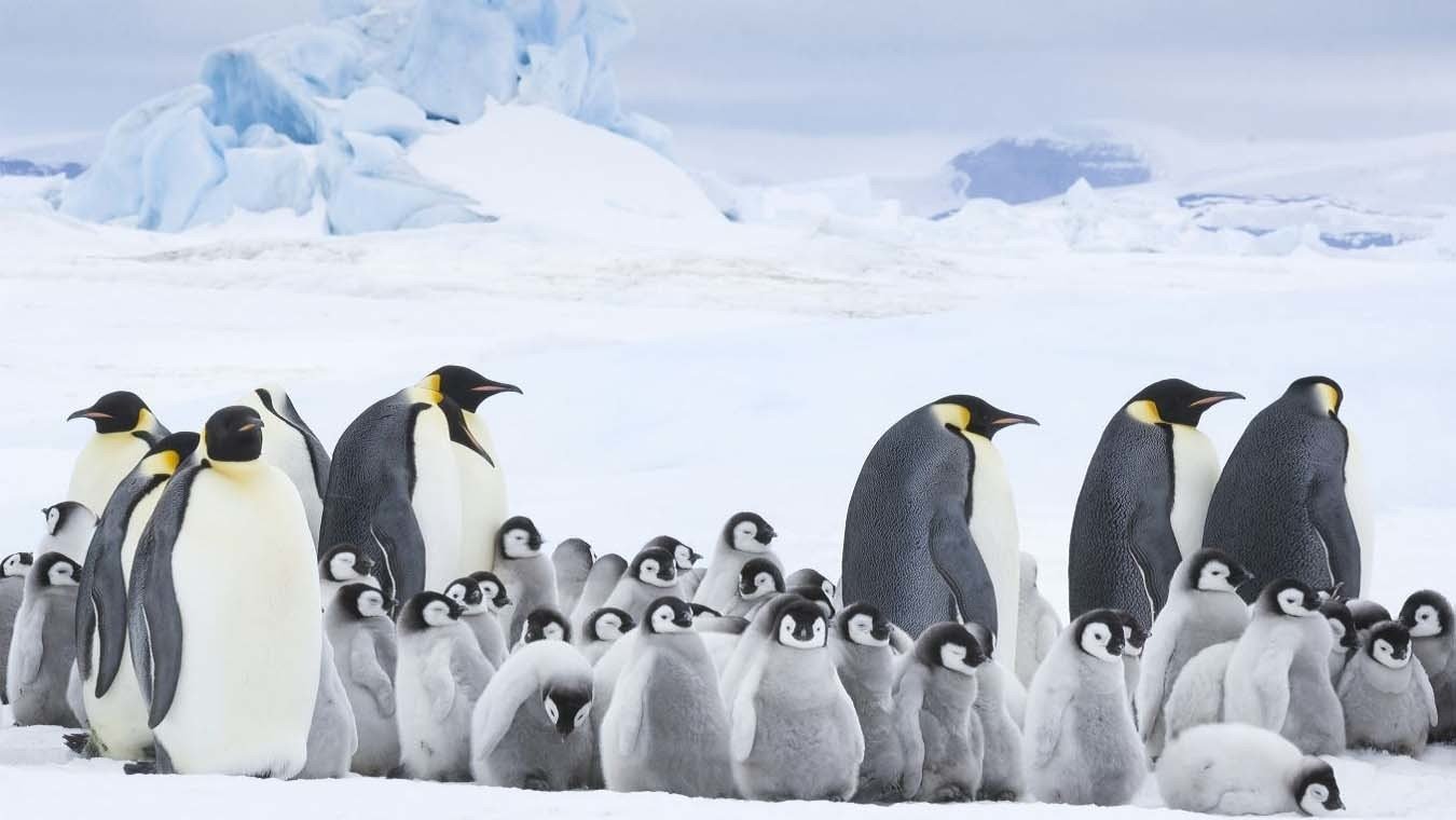 Die Reise der Pinguine 2: Der Weg des Lebens