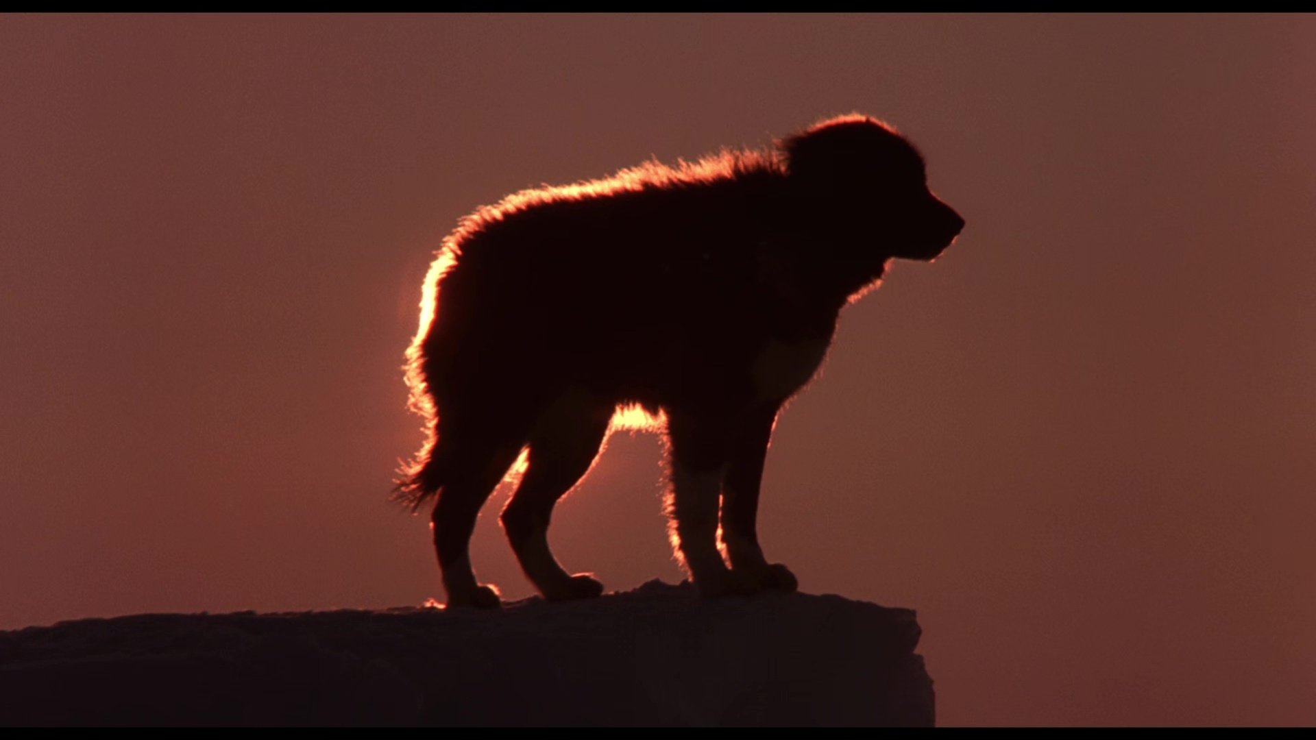 Taro und Jiro in der Antarktis (1983)