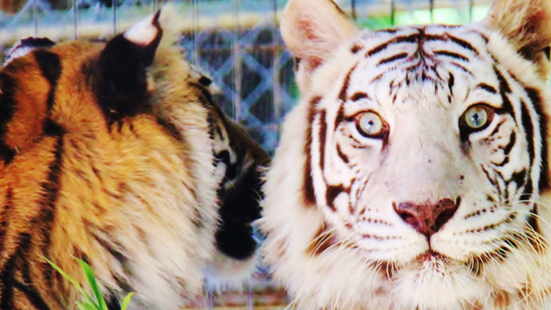 Thumbnail for Tiger Emergency Season 1 Episode 1