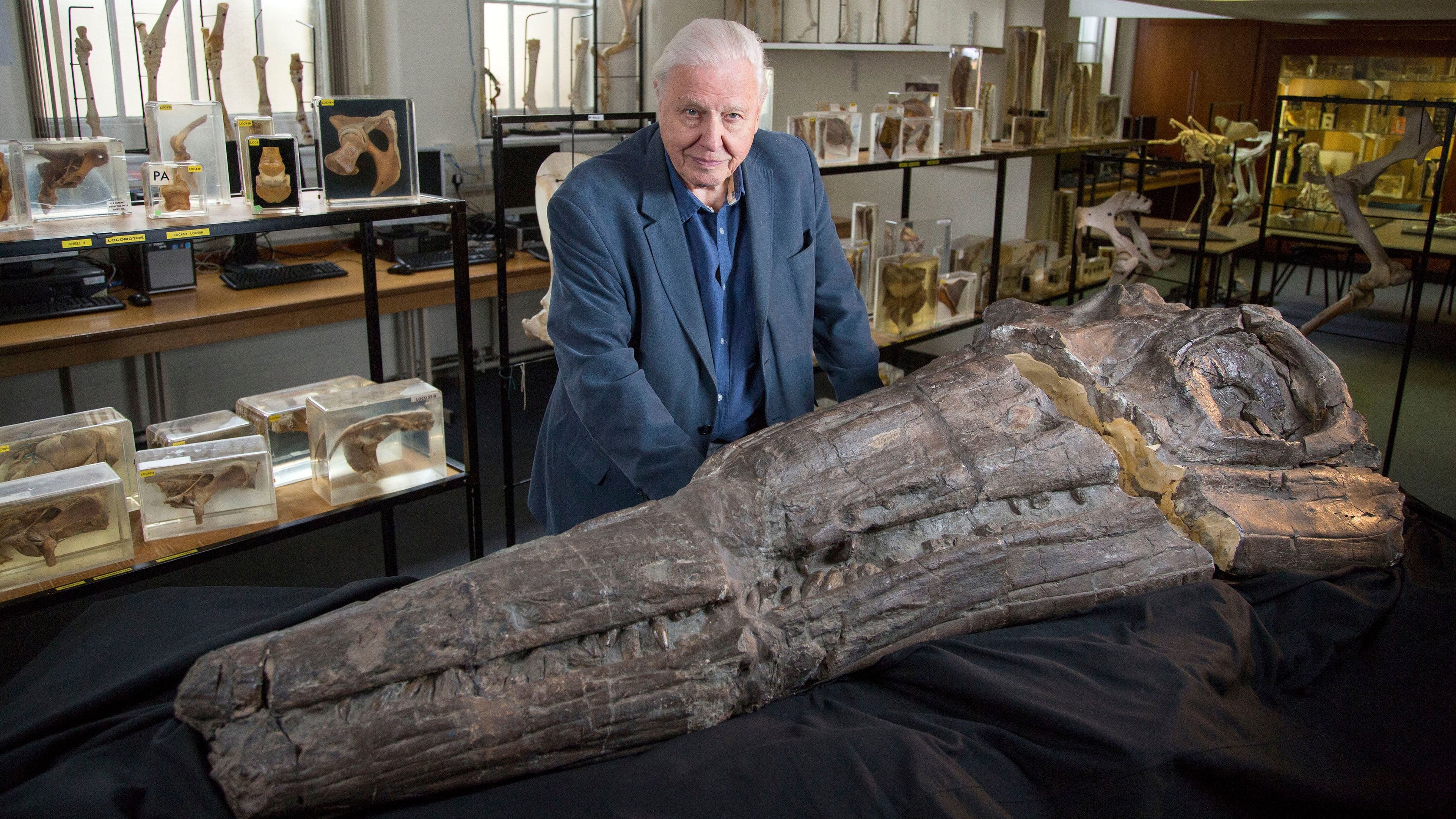 David Attenborough y el dragón marino