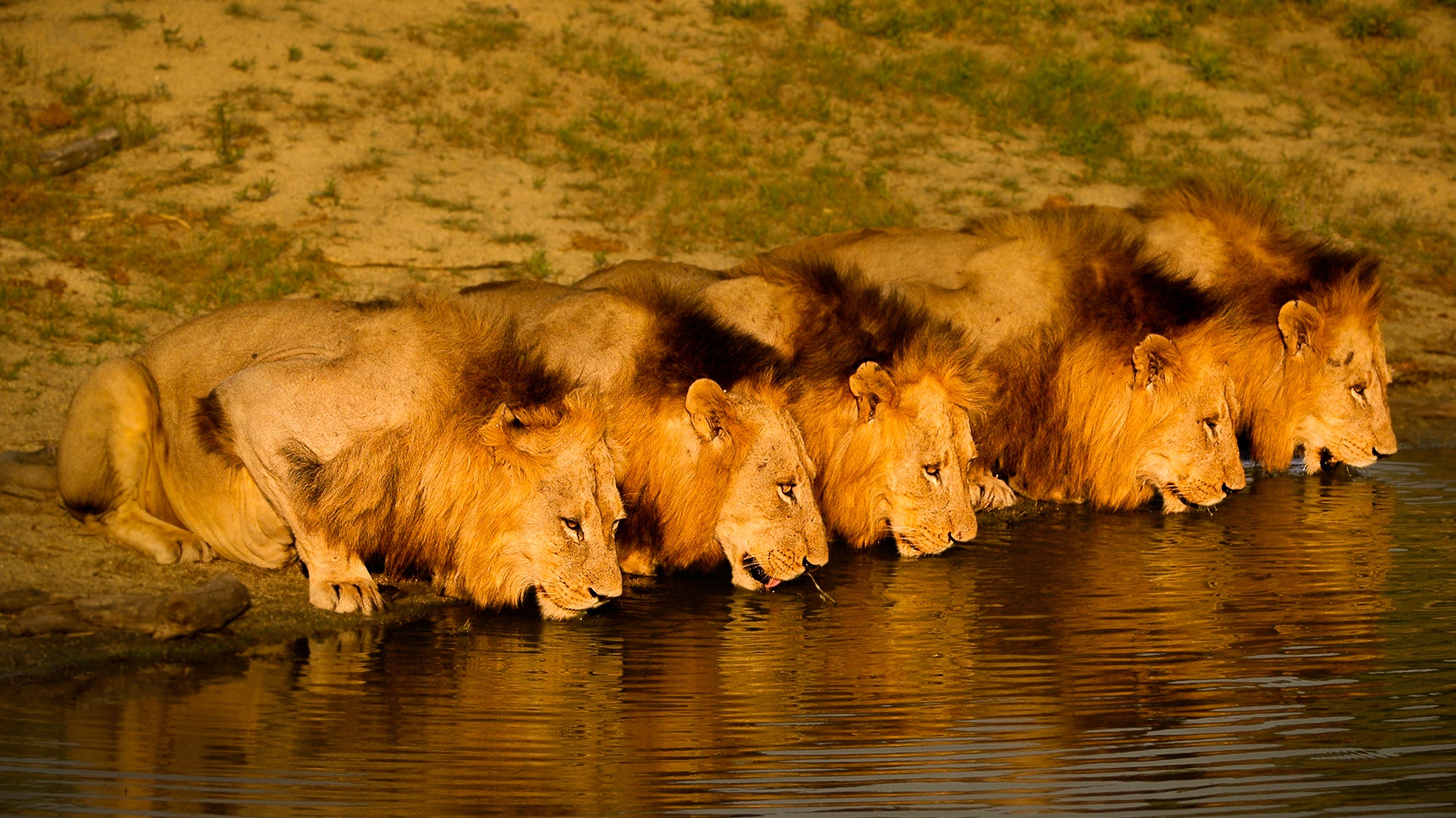 Brothers in Blood: The Lions of Sabi Sand