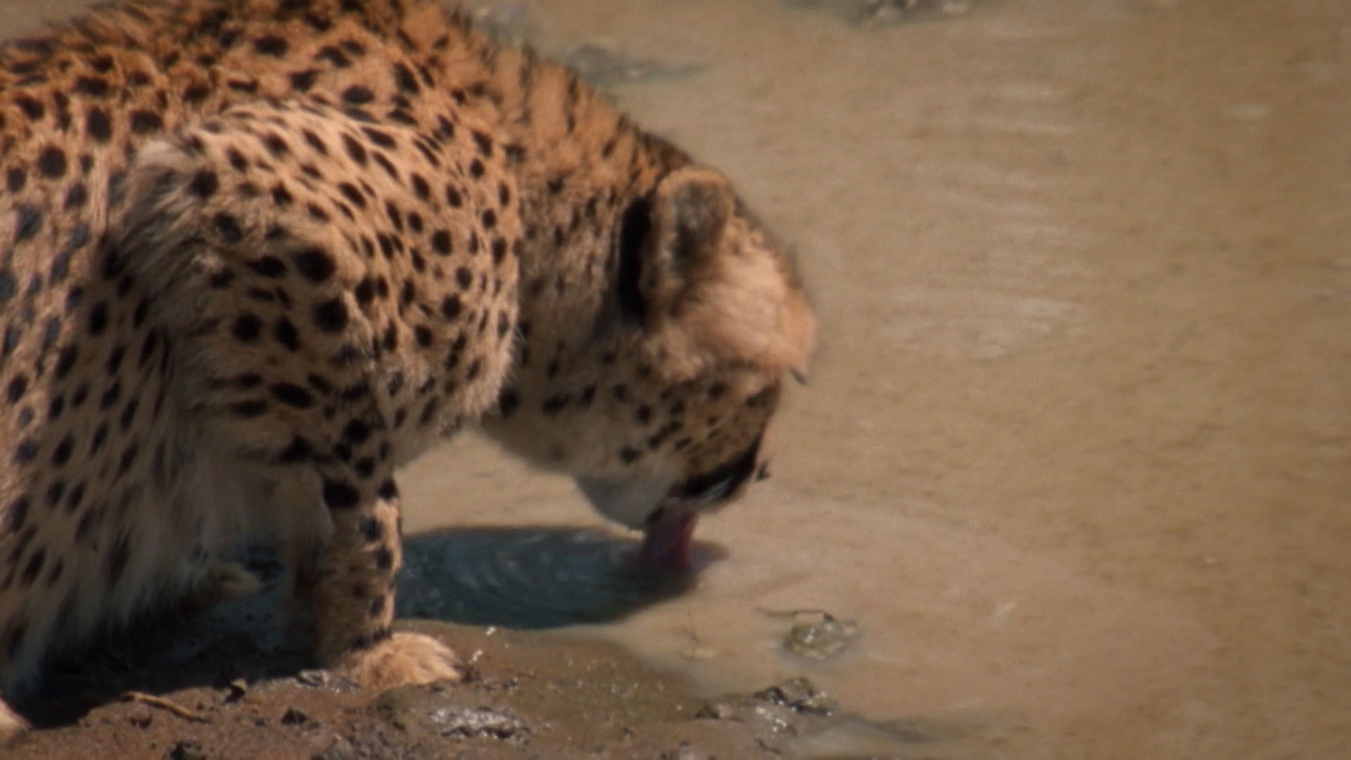 Depredadores del mundo