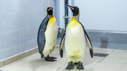 Expédition Pairi Daiza - Épisode 5
