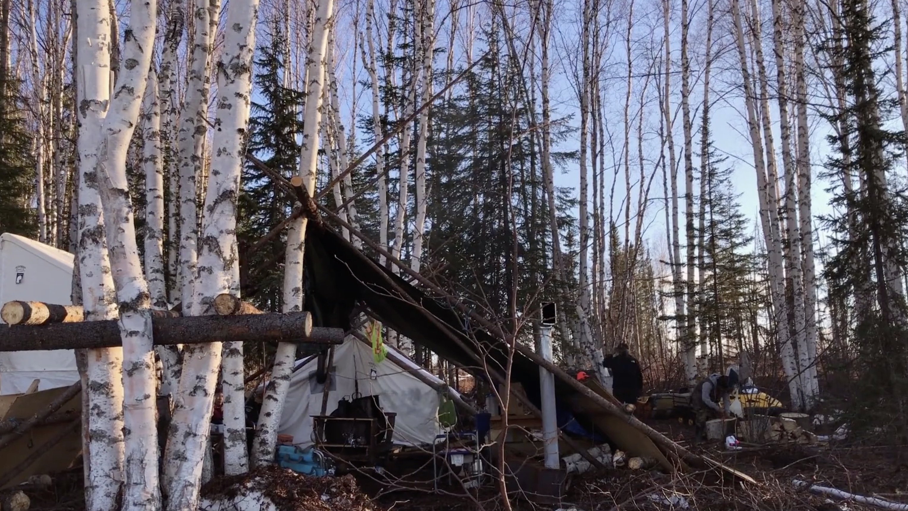 K'i Tah Amongst the Birch (2020)