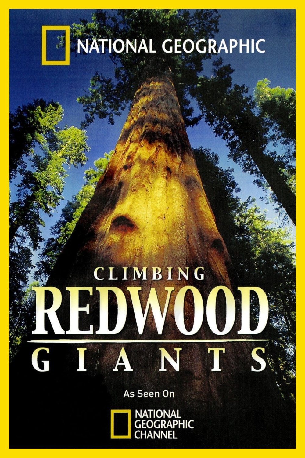Climbing Redwood Giants