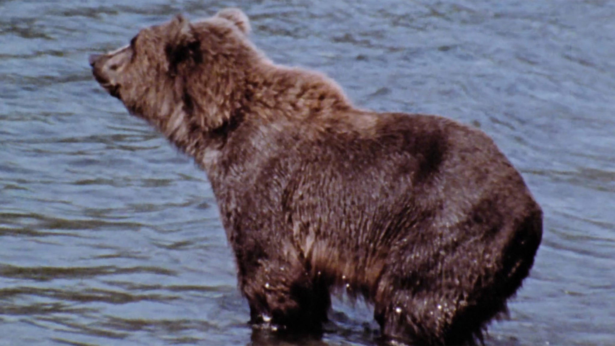 Imagem do Filme Hinterland Who's Who: Grizzly