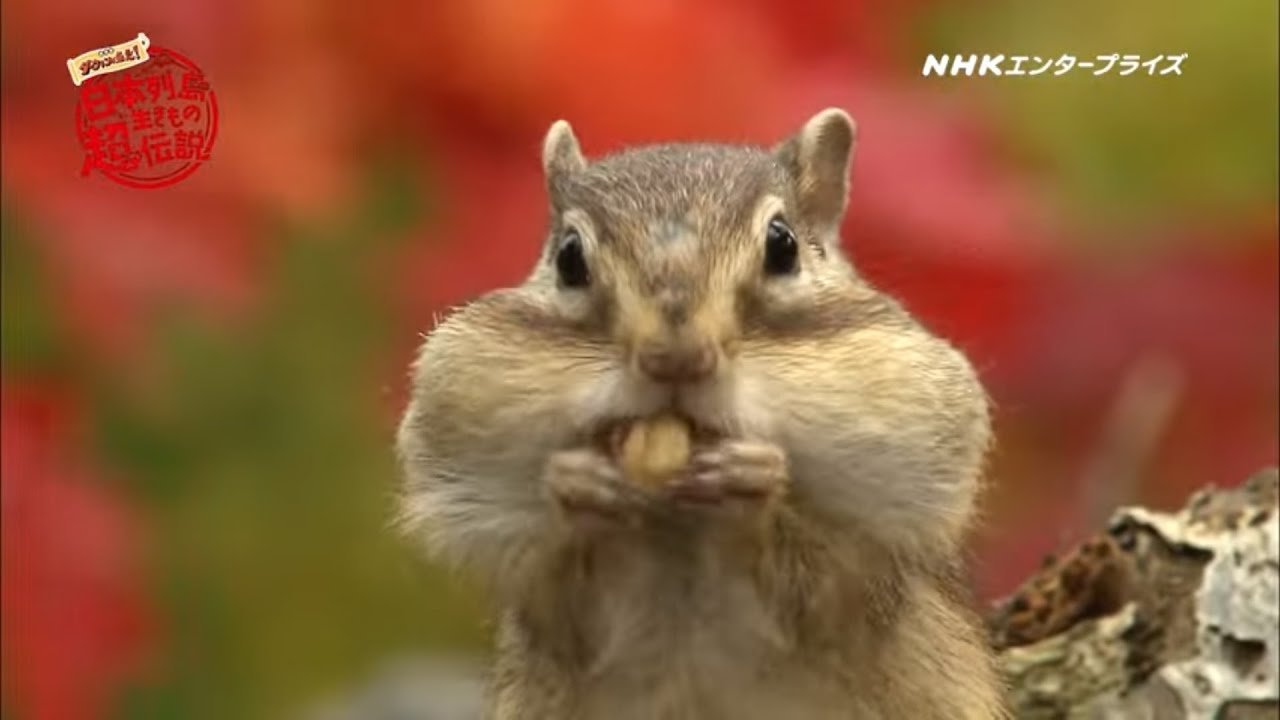 日本列島生きもの超伝説 劇場版ダーウィンが来た!