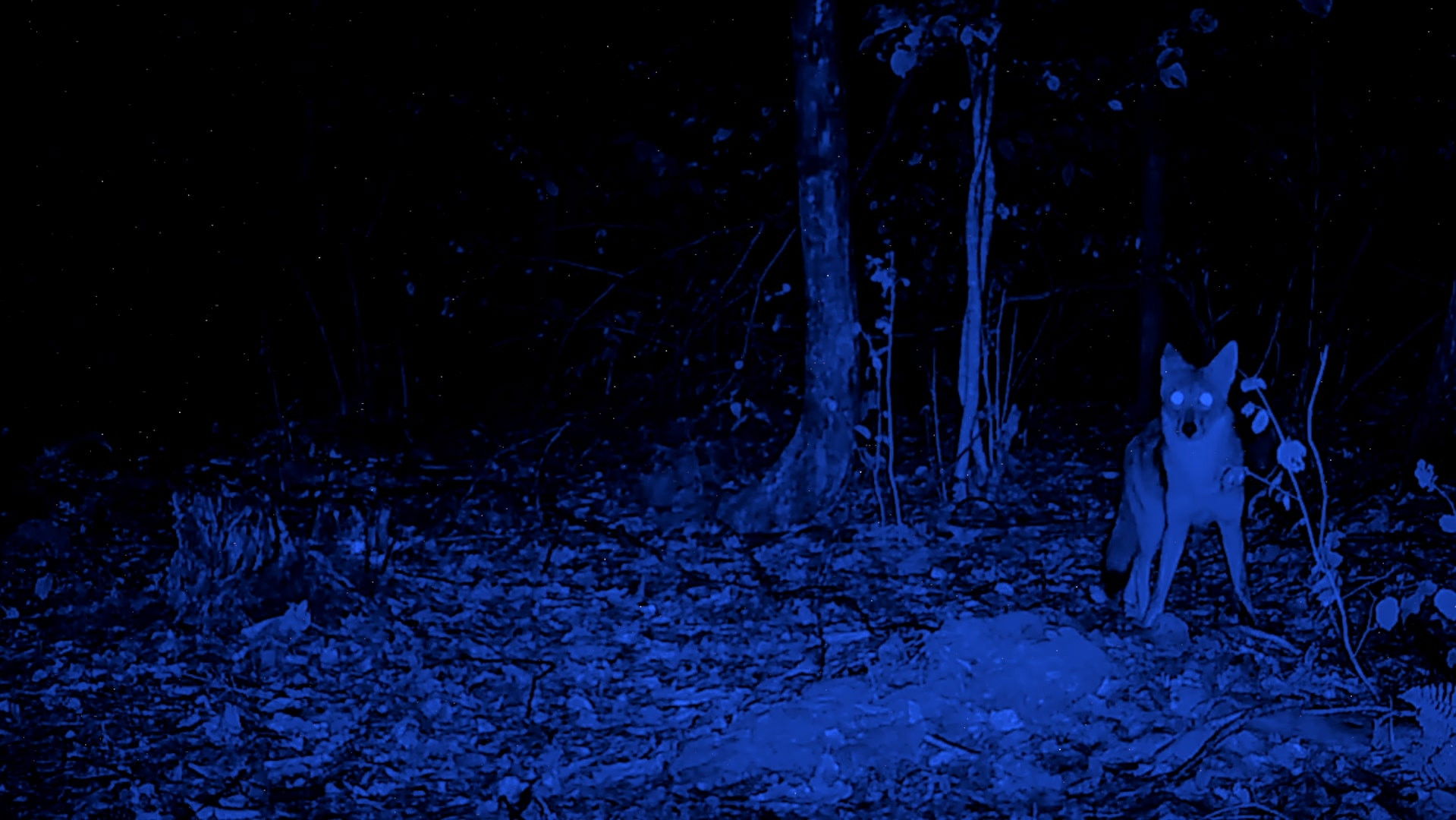 Imagem do Filme Sorn