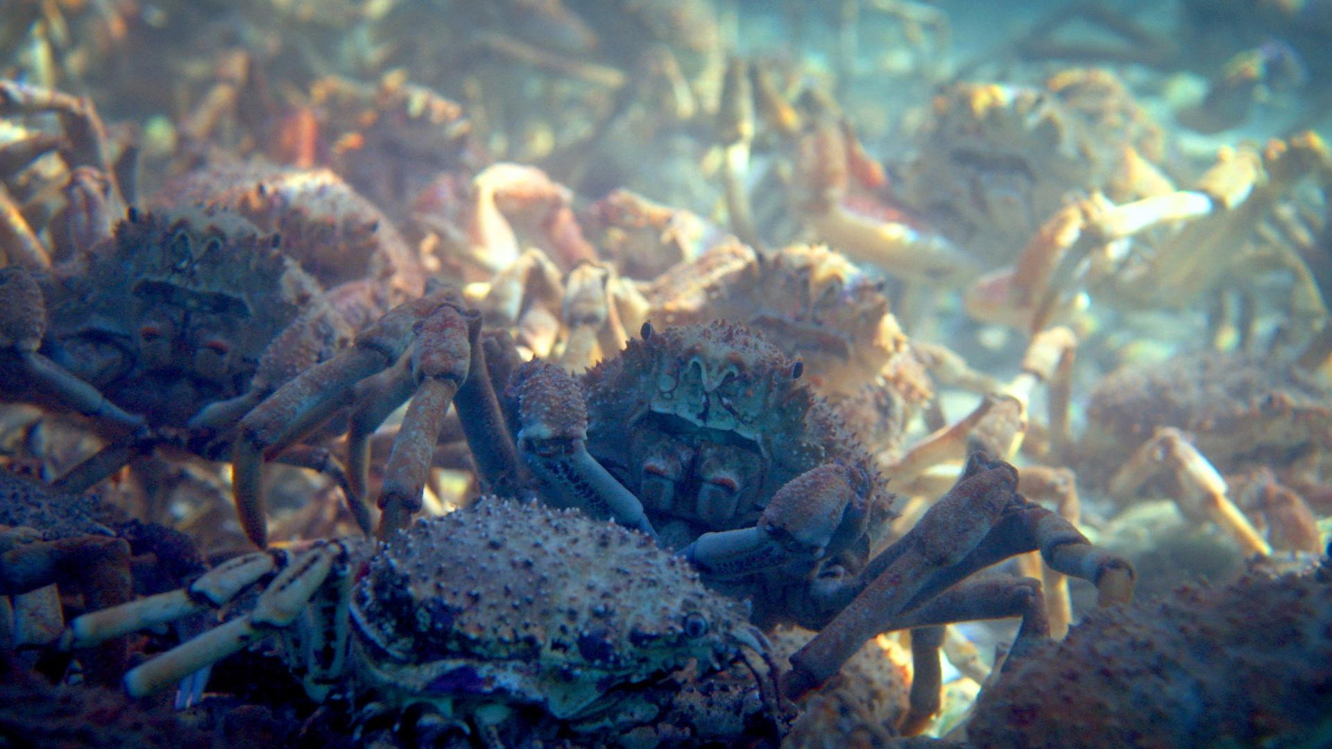 Animal Arms Race S01E03 backdrop