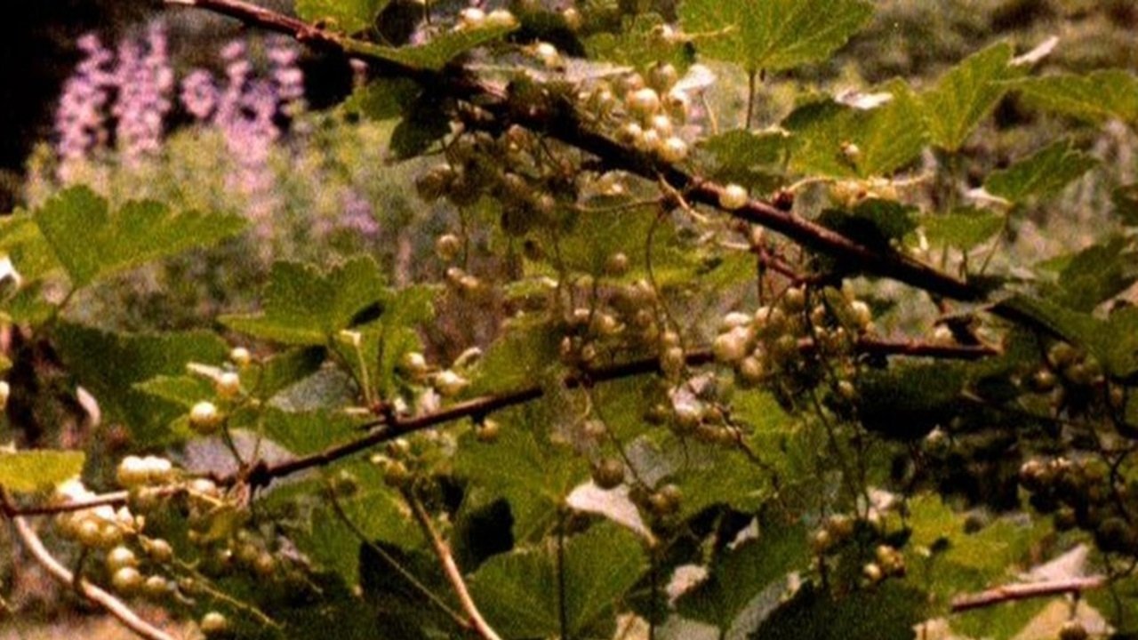 The Answering Furrow (1985)
