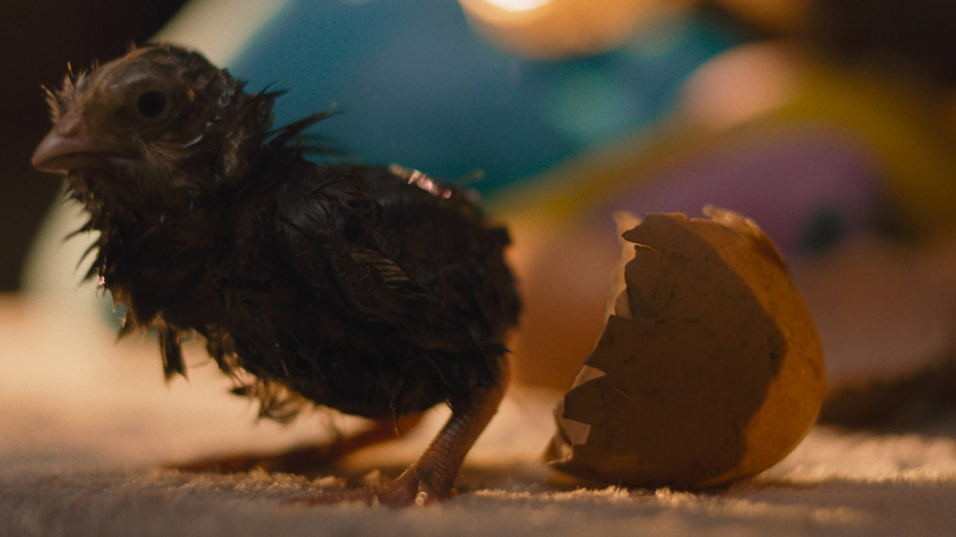 Hen (2026) — still 5