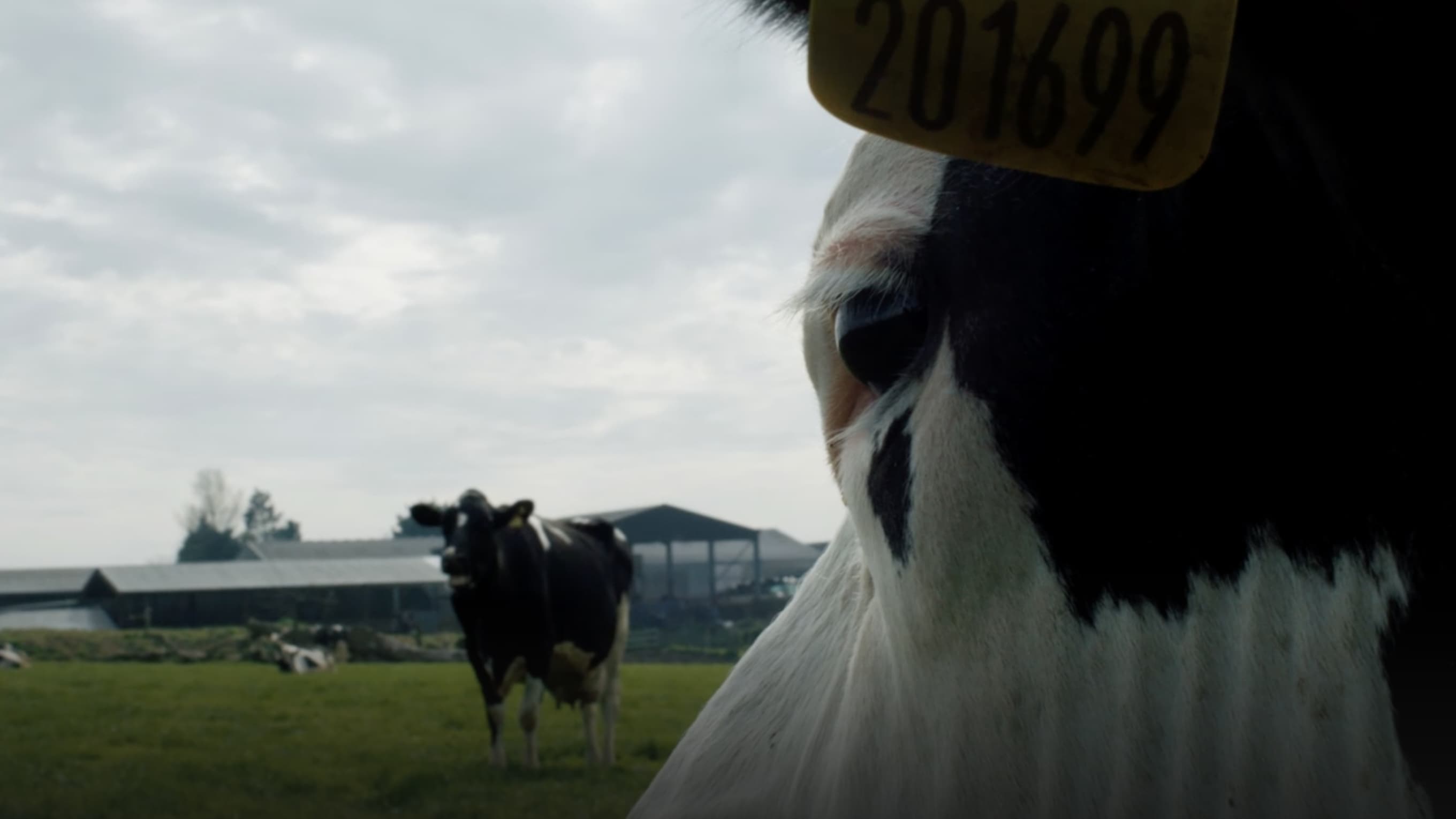 Cow (2022)