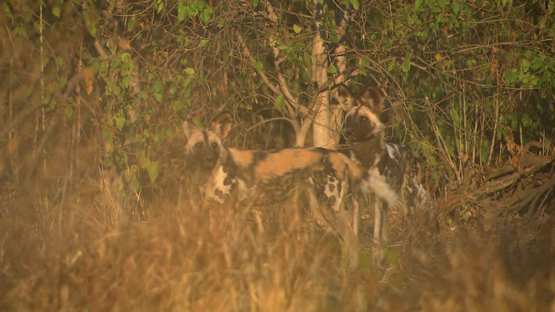Africa's Deadliest