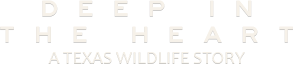 Deep in the Heart: A Texas Wildlife Story Logo