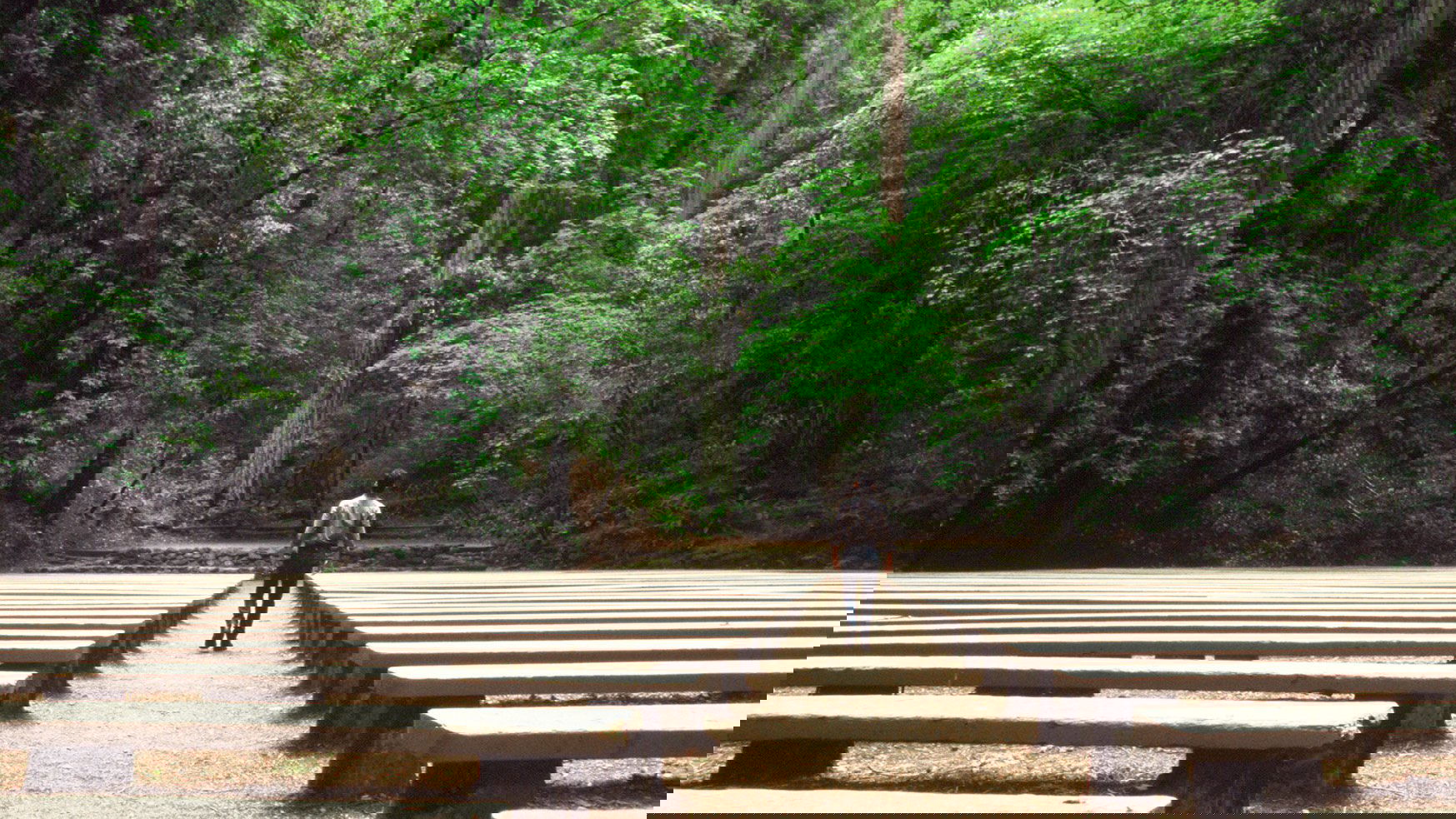 Redwoods