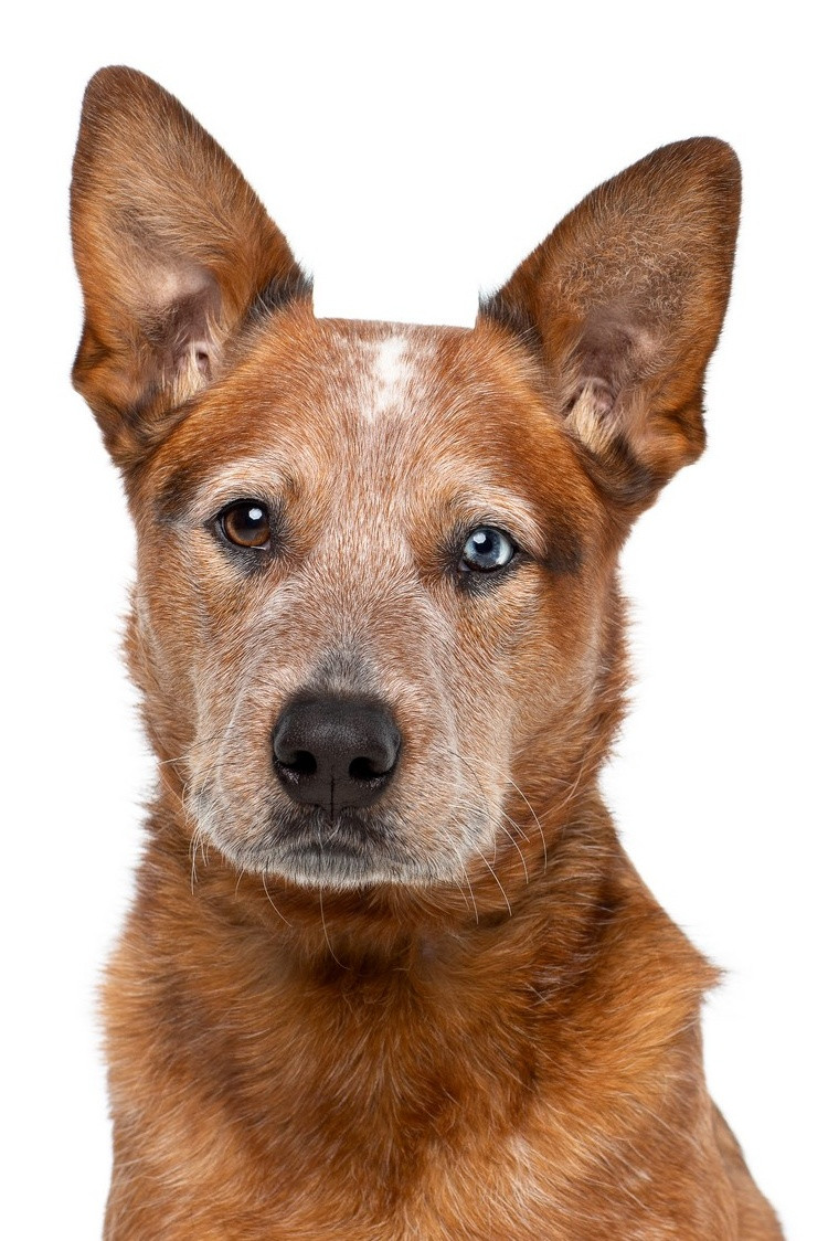 et billede af Jellybean the Dog