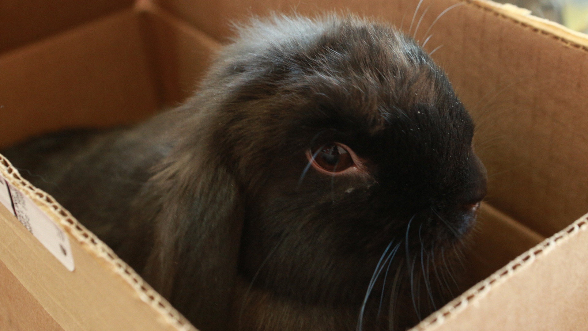 Dr. K's Exotic Animal ER S02E04 backdrop