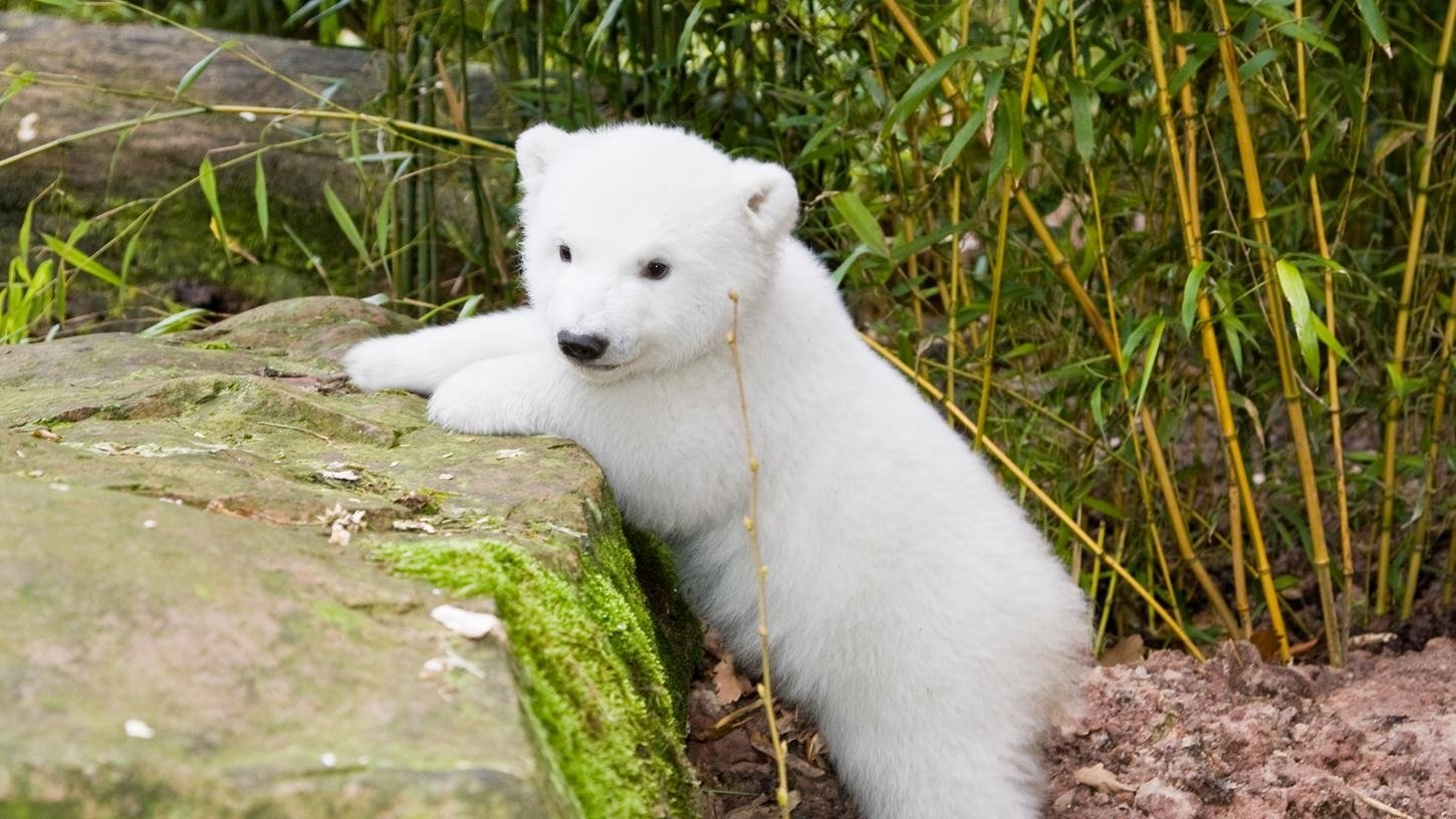 Eisbär Flocke - Geschichten aus dem Tiergarten Nürnberg poster