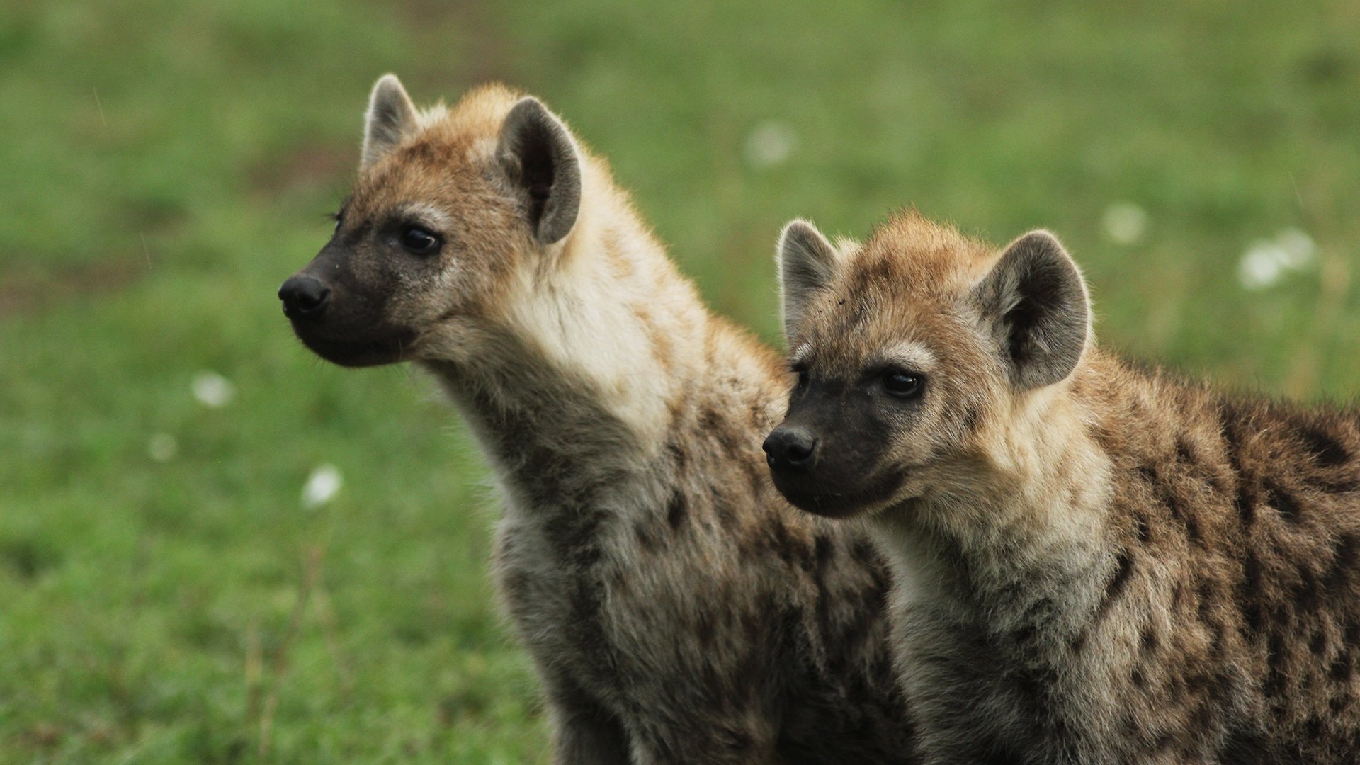 Hyena Gangs