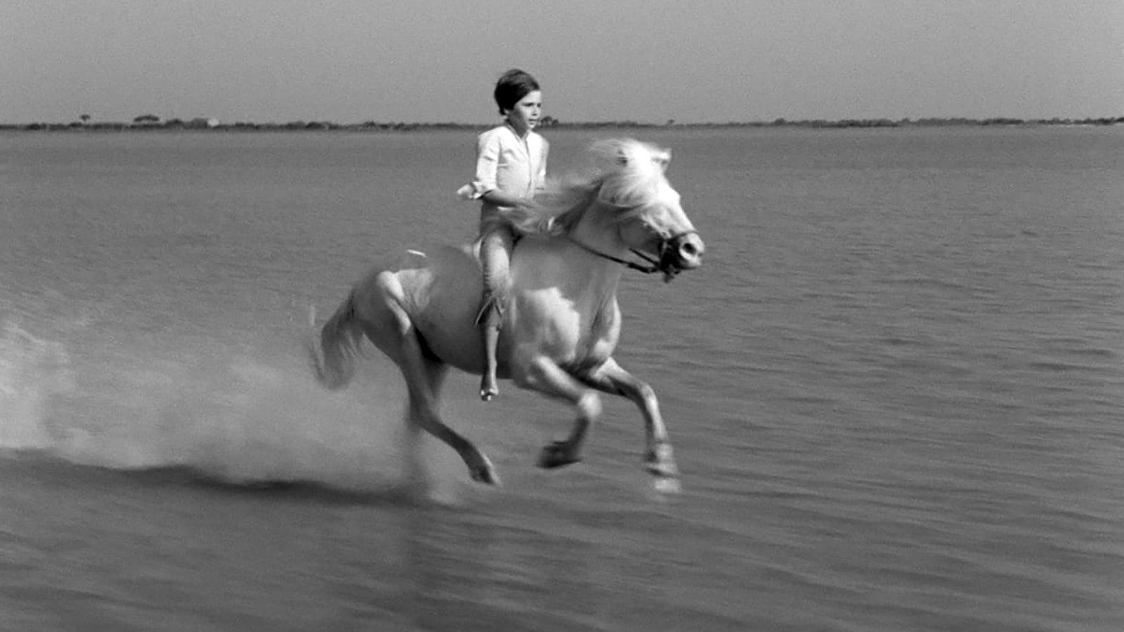 Crin blanc: Le cheval sauvage (1953)