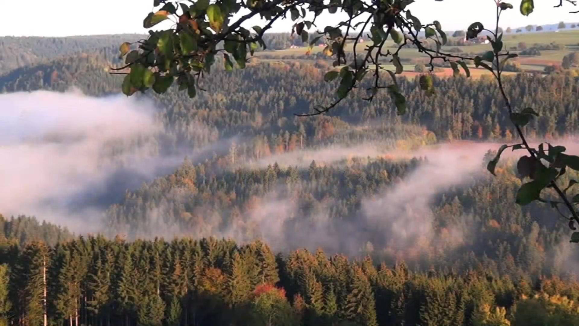 The Black Forest - Mystischer Schwarzwald (2013)