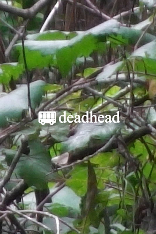 Poster for 🚌deadhead