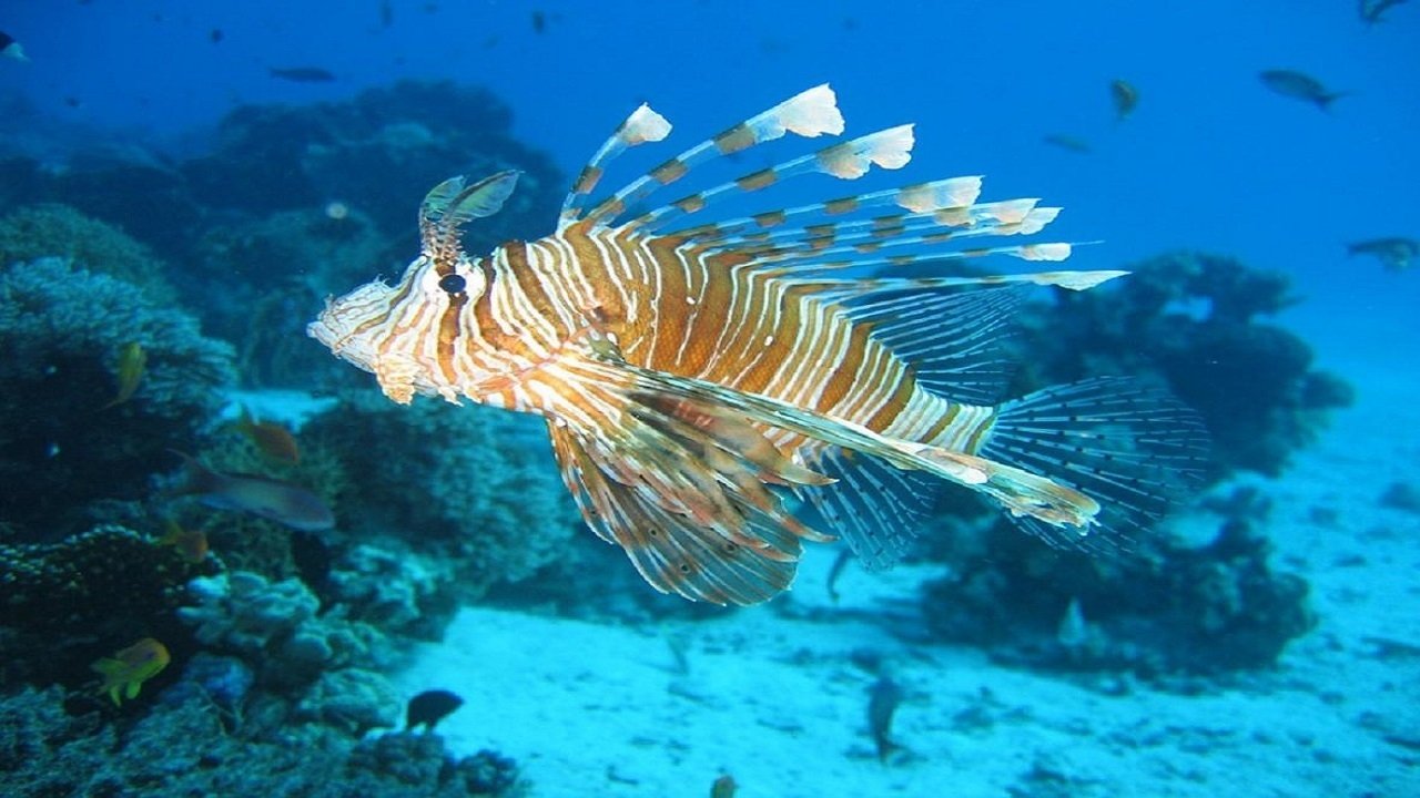 Imagem do Filme Méditerranée