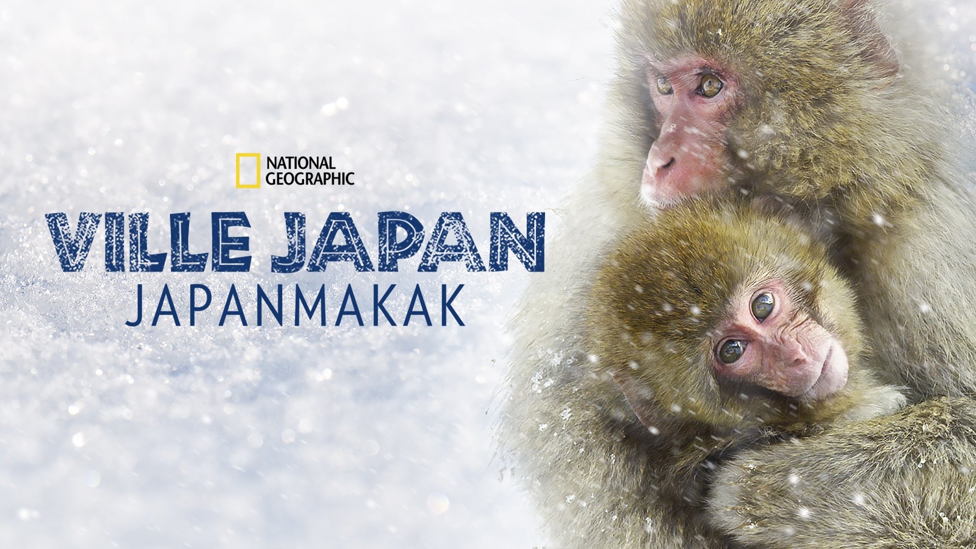 Wild Japan: Snow Monkeys