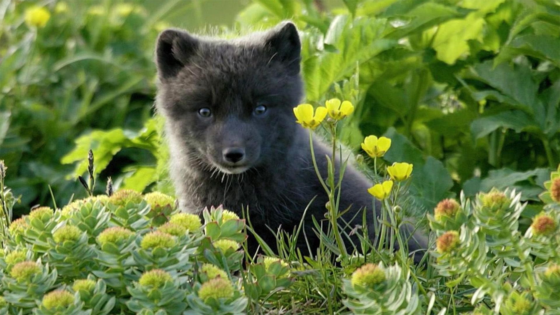 Atlantic: A Year in the Wild
