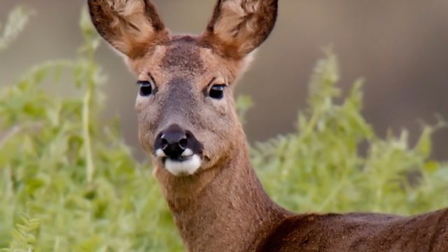 Countryfile 37x6