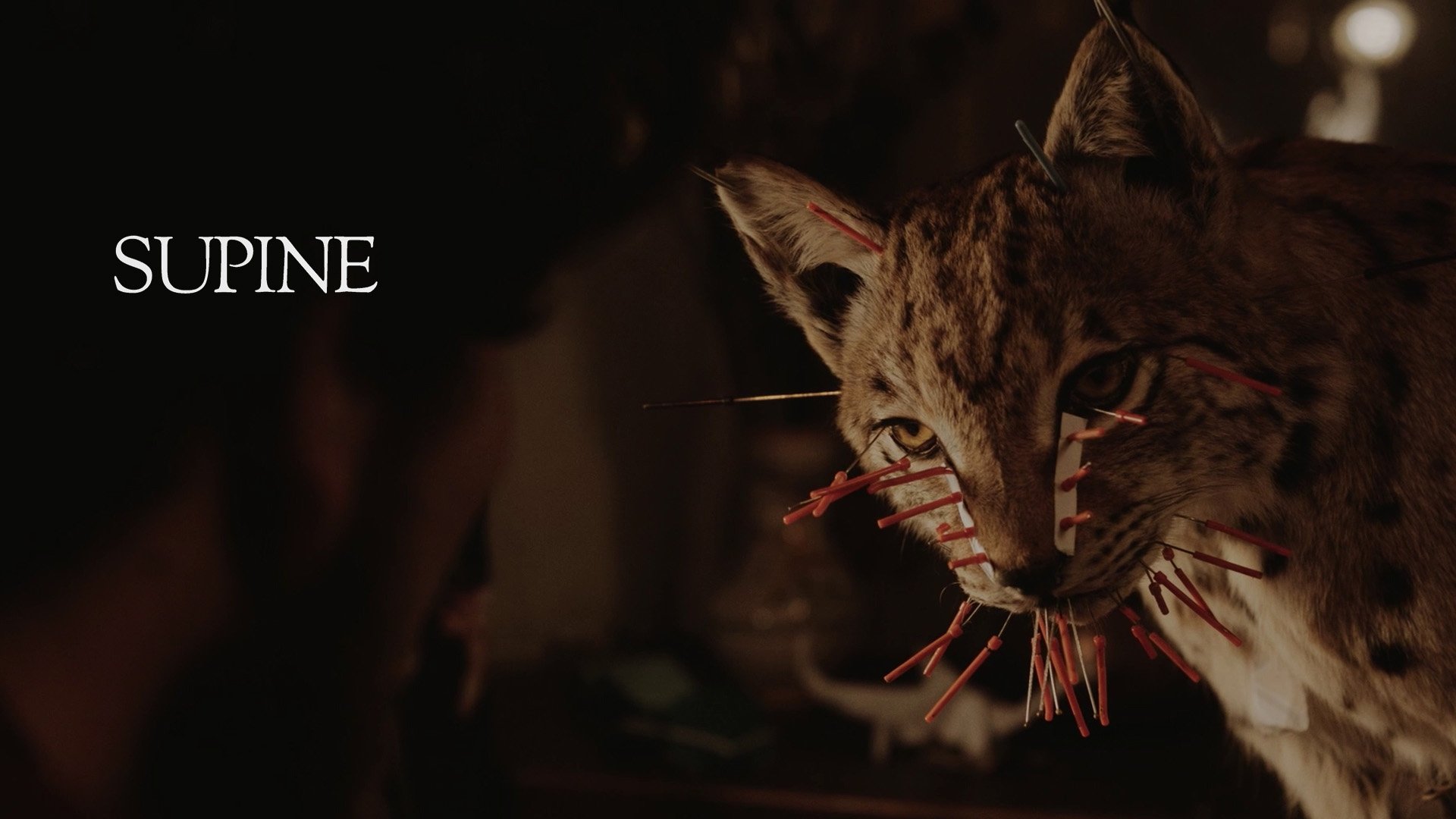Supine (2018)