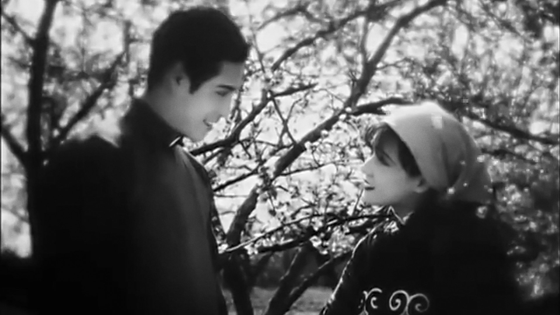 桃花泣血記